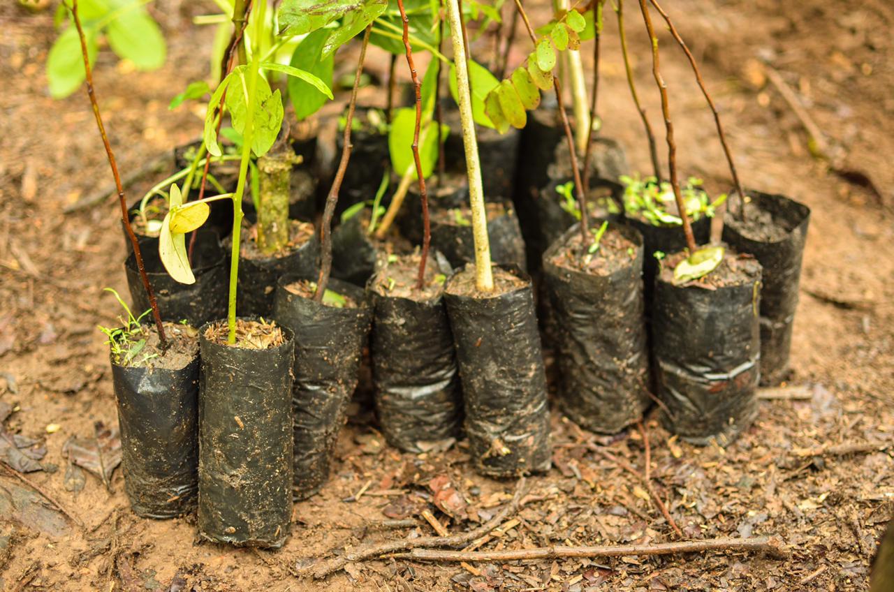 340 plántulas fueron sembradas en Villavicencio