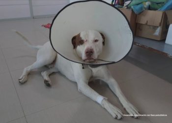 FISCALÍA LOGRA CONDENA EN CONTRA DE UN HOMBRE QUE ATACÓ CON UNAS TIJERAS A UN PERRO