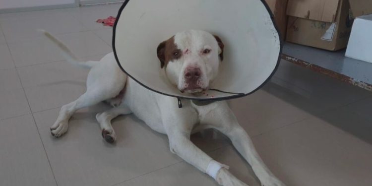 FISCALÍA LOGRA CONDENA EN CONTRA DE UN HOMBRE QUE ATACÓ CON UNAS TIJERAS A UN PERRO