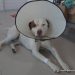 FISCALÍA LOGRA CONDENA EN CONTRA DE UN HOMBRE QUE ATACÓ CON UNAS TIJERAS A UN PERRO