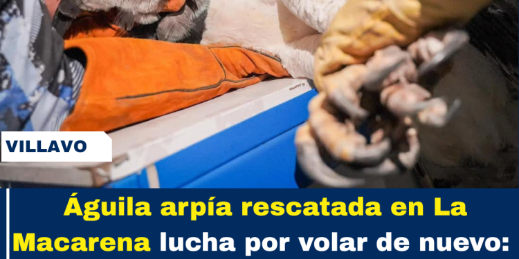 Rescatan águila arpía en La Macarena: será operada para salvar su ala